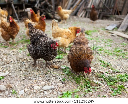 Similar – freilandhaltung Huhn