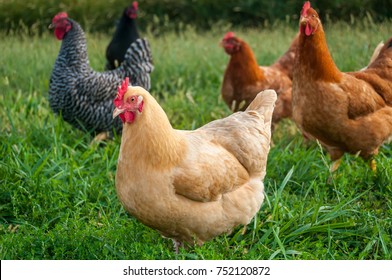 Free Range Chickens