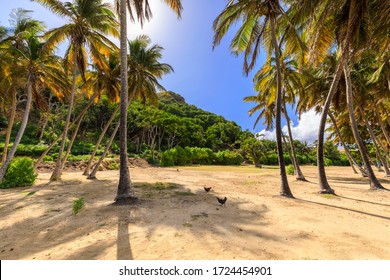 Les Saintes Guadeloupe High Res Stock Images Shutterstock