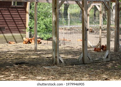 Free range chickens digging for insects, walking leisurely, and roosting in the shade of the large oak tree. The hens are behind a chicken wire fence in the heart of the little farm. - Powered by Shutterstock