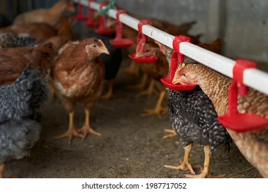 Free Range Chickens Drinking Water By Nipple In Backyard Farm