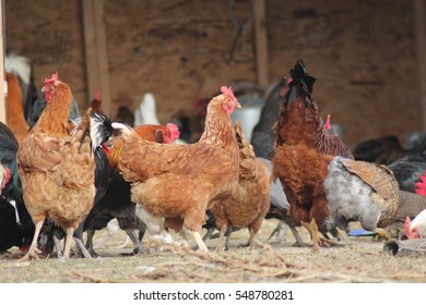 Free Range Chickens Feeding