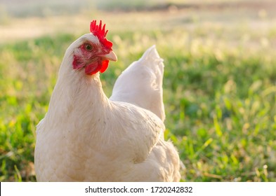 Free Range Chickens at Golden Hour Enjoying the Afternoon - Shutterstock ID 1720242832