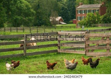 Free Range Chickens at Hale Farm Village, Cuyahoga Valley National Park in Ohio, USA