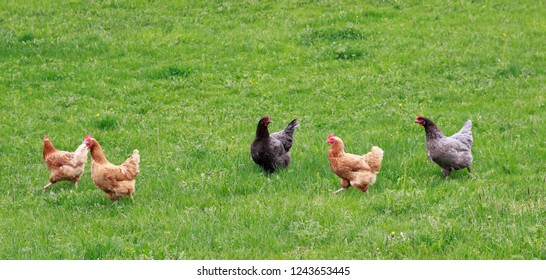Free Range Chickens / Hens Grazing At A Meadow. Conceptual Photo On The Subject Of Agriculture, Organic Aviculture, Poultry Farming Or Teamwork.