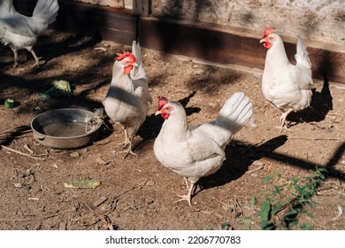 Free Range Chickens Living A Natural Outdoor Life. Free Range White Chicken Leghorn Breed.