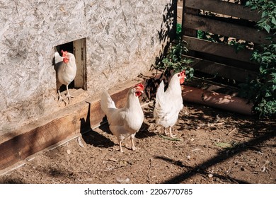 Free Range Chickens Living A Natural Outdoor Life. Free Range White Chicken Leghorn Breed.