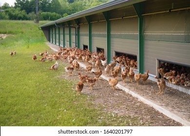 459 Bald chicken Stock Photos, Images & Photography | Shutterstock