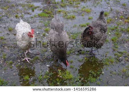 Free range chickens in the rain