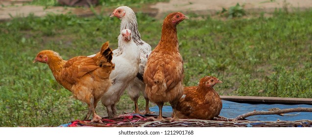 Free range chickens roam the yard on a small farm.