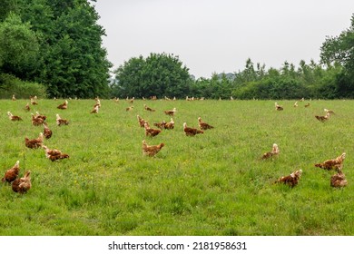 Free range chickens roaming on Sussex farmland