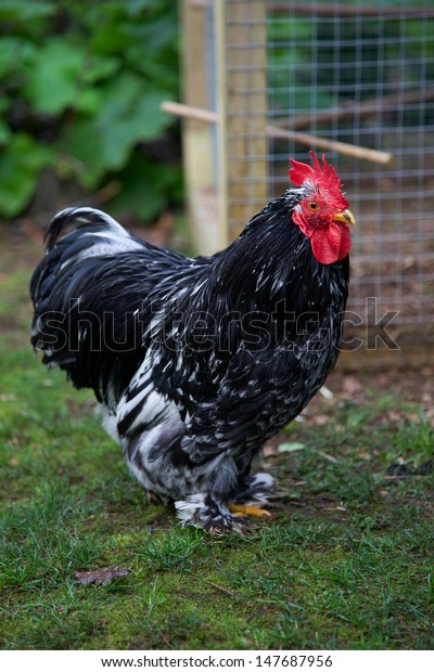 Free Range Chickens Running Around Garden Stock Photo (Edit Now) 147687956