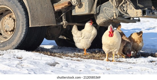 Free Range Chickens Under A Truck In Backyard Farm. Snowy Winter Landscape Photo.