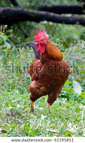 Similar – Image, Stock Photo Beautiful rooster on nature background