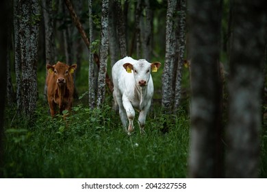 Free Range Cow In Forest Graze During Summer 