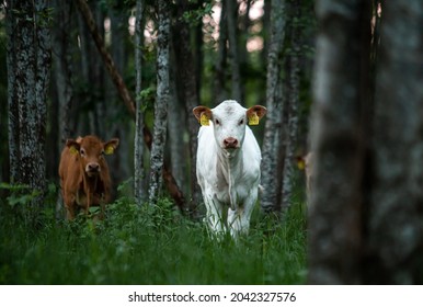 Free Range Cow In Forest Graze During Summer 