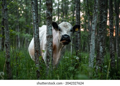 Free Range Cow In Forest Graze During Summer 