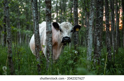 Free Range Cow In Forest Graze During Summer 