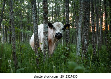 Free Range Cow In Forest Graze During Summer 