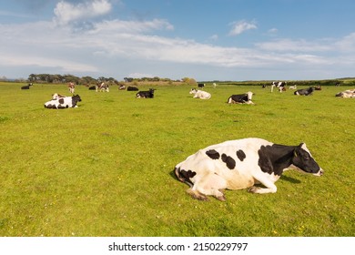 Free range cows resting in a pasture near Old Harry Rocks in Dorset