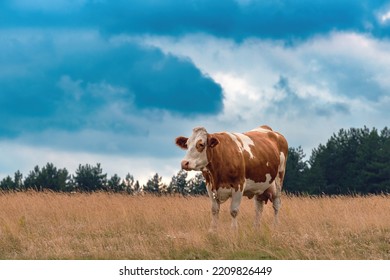 Free Range Dairy Farm Cow On Zlatibor Pasture Land Grazing On Grass In Overcast Summer Sunset, Selective Focus