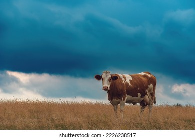 Free Range Dairy Farm Cow On Zlatibor Pasture Land Grazing On Grass In Overcast Summer Sunset, Selective Focus