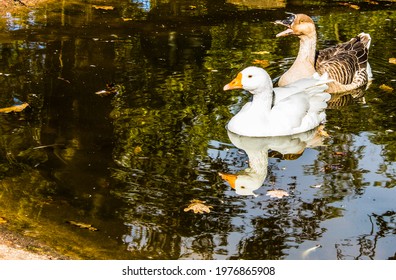 Free Range Ducks On A Farm