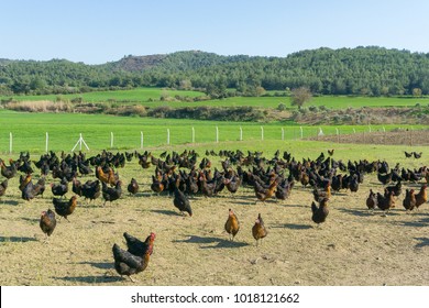 Free range Egg Chickens grazing at chicken farm. This is brahma egg chickens grazing outside village farmland