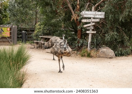 a free range emu walking the pathway of humans; the second tallest birds after ostrich