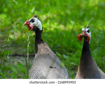 Free Range Guinea Fowl In Rural West Virginia