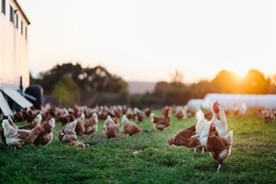 Free Range, Healthy Brown Organic Chickens And A White Rooster On A Green Meadow. Selective Sharpness. Several Chickens Out Of Focus In The Background. Atmospheric Back Light, Evening Light