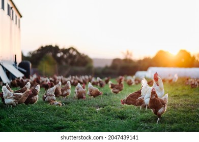 free range, healthy brown organic chickens and a white rooster on a green meadow. Selective sharpness. Several chickens out of focus in the background. Atmospheric back light, evening light