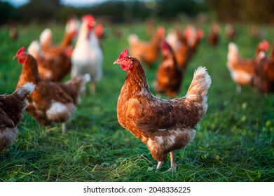 free range, healthy brown organic chickens on a green meadow. Selective sharpness. Several chickens out of focus in the background. Atmospheric light, evening light - Shutterstock ID 2048336225
