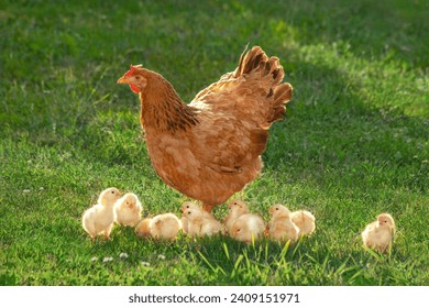 Free range hen with chicks in a rural yard. Hen and chickens in a grass in a farm against sun photos. Gallus gallus domesticus. Poultry organic farm. Sustainable economy. Hen and brown chickens. - Powered by Shutterstock