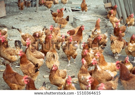 Similar – hen races Animal