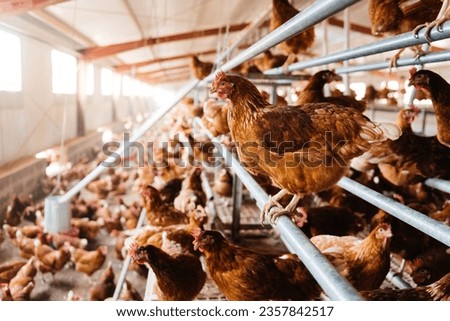 Free range hens walking freely and sitting on perch in chicken coop while raising on ecological poultry farm