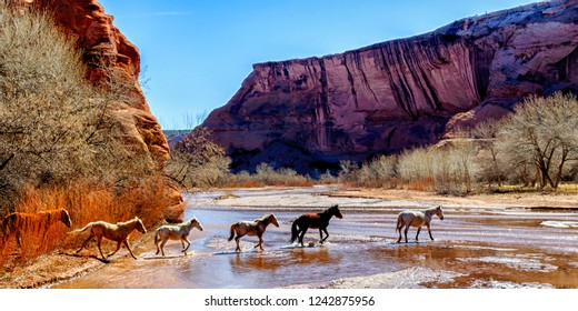 Free range horses, Canyon de Chelly National Monument, Navajo Land