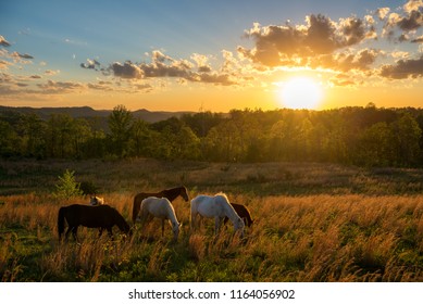 Free range horses at sunset in the Appalachian Mountain of Kentucky