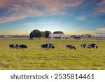 Free range milk cows grazing on green farm pasture near farmhouse. Feeding of cattle on farmland grassland