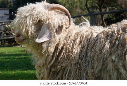 Free Range Mohair Goat