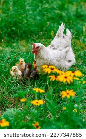 Free range organic agrarian hen with chick baby feeding chickens. copy space. free range hen and her chick in a green field with sun in summer. free range hen looking at her chick on a farm
