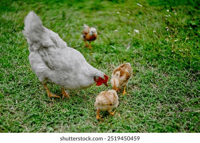 Free range organic agrarian hen teaching her chicks forage for food in grassy field. Copy space. Concept sustainable farming and nurturing bond between mother hen and her chicks. - Powered by Shutterstock