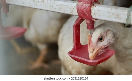 Free range organic broiler Chickens drinking water by nipple backyard farm