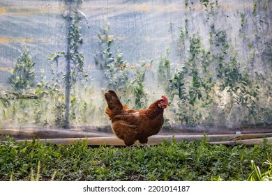 Free range organic chicken in the garden - Shutterstock ID 2201014187