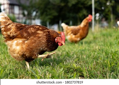 Free range organic chickens poultry in a country farm, germany - Shutterstock ID 1802737819