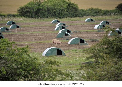 Free Range Outdoor Pig Unit On A Farm In North Norfolk Countryside, UK.