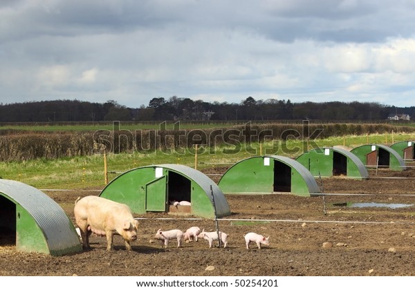 Free Range Pig Piglets Field Shelters Stock Photo Edit Now 50254201