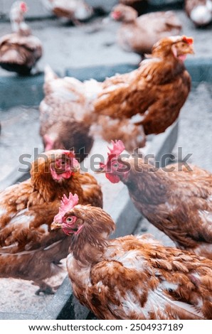 Image, Stock Photo chicken Animal Farm animal