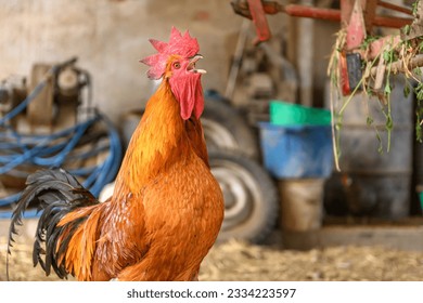 Free range rooster on a farm. Bas-Rhin, Collectivite europeenne d'Alsace,Grand Est, France, Europe.
