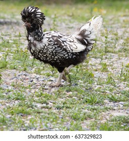 59 Silver laced polish chicken Images, Stock Photos & Vectors ...